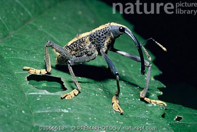 bigfoot weevil.jpg