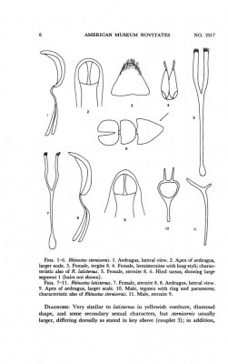 Rhinastus - morfologia.jpg