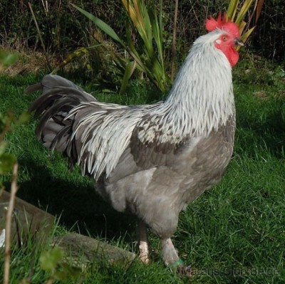 Marans Betulla argento blu.jpg