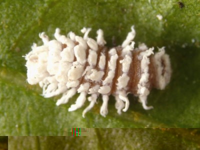 Cryptolaemus_montrouzieri_larva_InsectImages_5195077_cropped.jpg