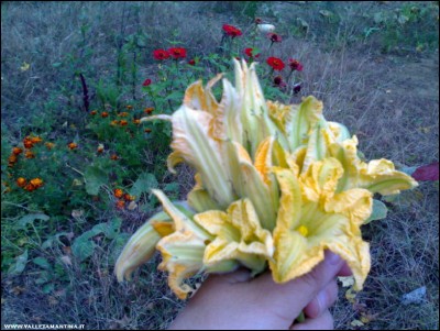 22102018fiori-zucca.jpg