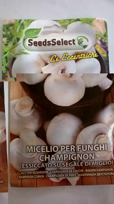 semi di micelio di funghi.jpg