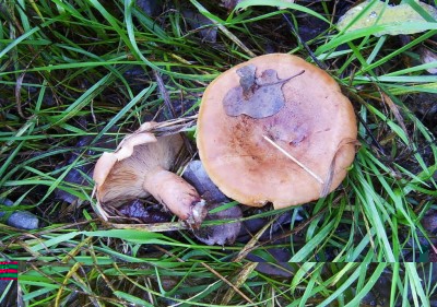 rz Funghi-Lactarius sp.JPG