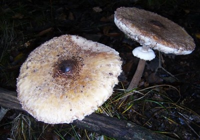 rz Funghi-Mazza di  tamburo.JPG