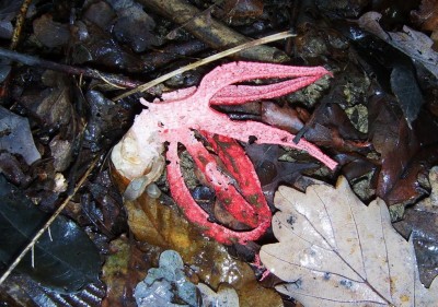 rz Funghi-Clathrus archeri.JPG