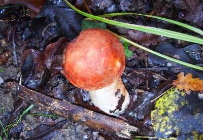 rz Funghi-Porcinello rosso.JPG