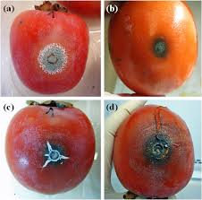 post-harvest mold on kaki.jpg