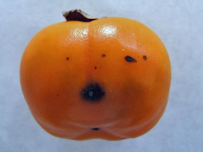 Alternaria-alternata-on-Triumph-persimmon-fruit.jpg