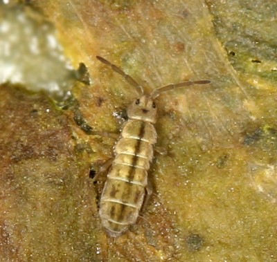 Isotomurus palustris.jpg