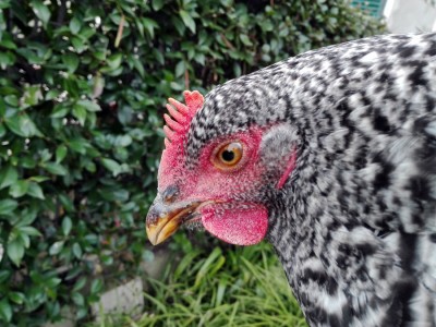 AmrocksXAustralorp2.jpg