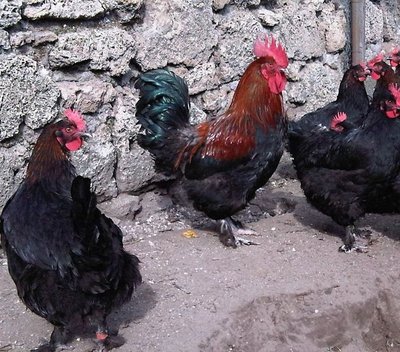 Marans2.jpg