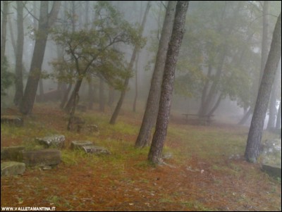 15112018nebbia-bosco.jpg