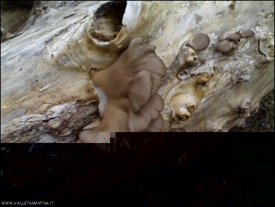 15112018pleurotus.jpg