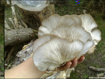 15112018pleurotus3.jpg