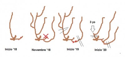 Potatura no capo a frutto.jpg