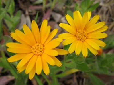 Calendula.JPG