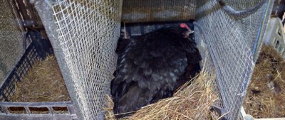 Chioccia_Australorp.jpg