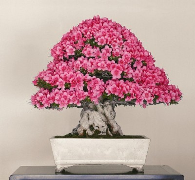 Azalea_CRESPIBONSAI2.jpg