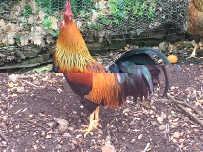 gallo oro ok.JPG