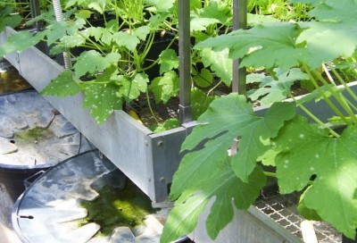 zucchino m.bianco (sintomi iniziali)).JPG