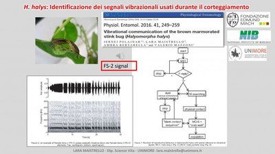 stimolo vibrazionale -2 .jpg