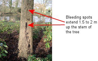 Phytophthora_bleeding1.width-500.jpg