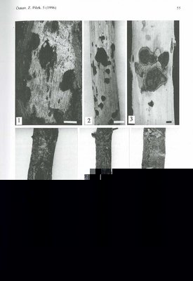 oak lesion types.jpg