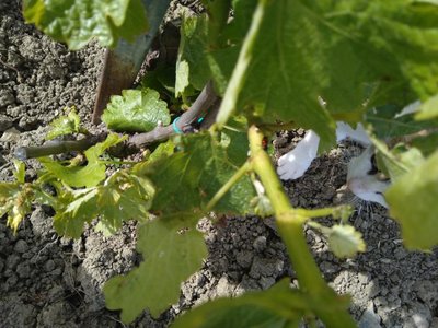 insetto-in-vigna.jpg