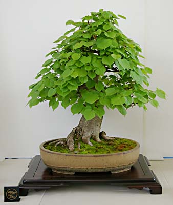 tilia-cordata-001.jpg