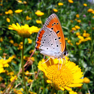 Licena delle paludi (foto di Alessio Bartolini).JPG