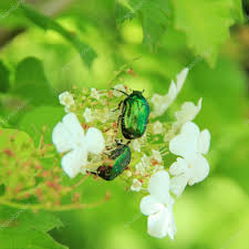 cetonia aurata su ciliegio.jpg