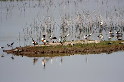 Le Morette, isolotto dei Cavalieri giugno 2019.JPG