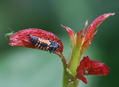 coccinellide larva vs afide verde rosa.JPG