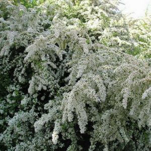 pyracantha.jpg