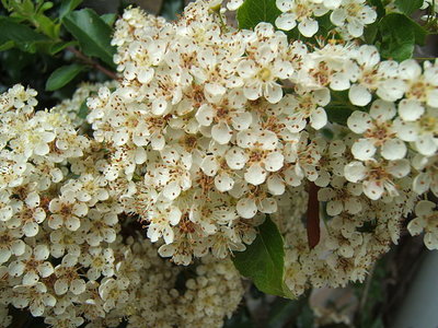 pyracantha2.jpg