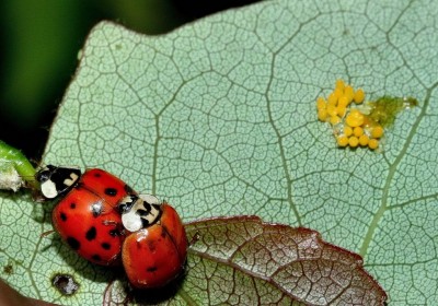 Ovatura coccinelle.JPG