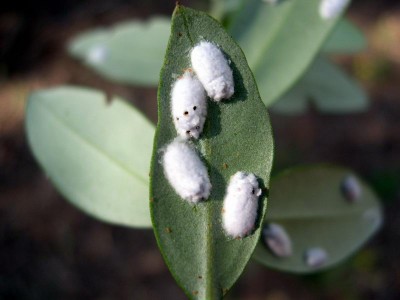 Philippia follicularis.JPG