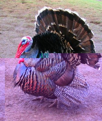 wide-range-bronze-turkeys-from-different-countries-02.jpg