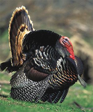 TurkeyWildTom01.jpg