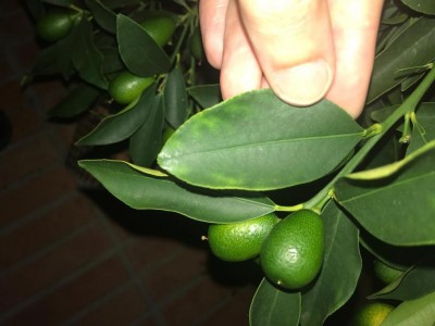 ott kumquat.jpeg