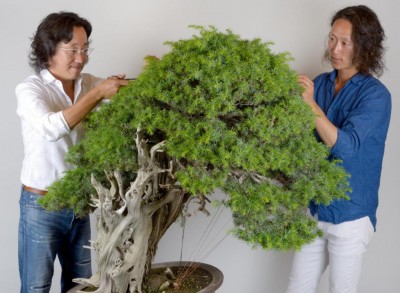 Shinji e Hiroaki Suzuki_CRESPI BONSAI.jpg