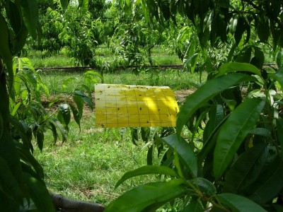 trap cromotropica gialla.JPG