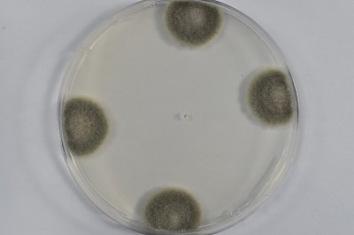 CLADOSPORIUM_IRIDIS_foglie_21gg_PDA_capsule_petri.JPG