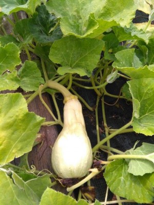 Zucca Abortita 2.jpg