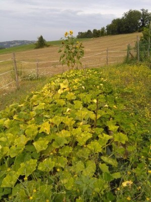 Zucca foto di insieme.jpg