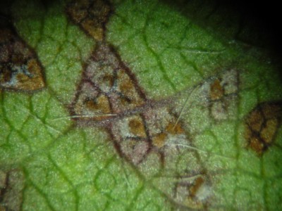 cilindrosporiosi ciliegio - acervuli.JPG