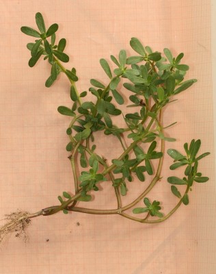 Portulaca oleracea.JPG