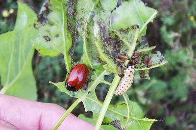 Crisomela del pioppo  (adulto + larve varie età).JPG