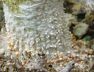 SouthernStemBlight_Close-up_PepperPlant_NC-State-Extension-1.jpg