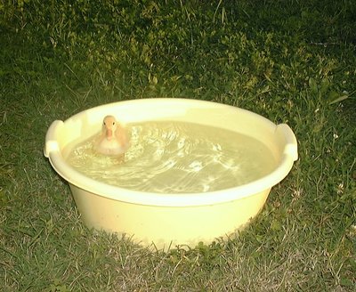 babyduckbath.jpg